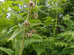 Epipactis papillosa