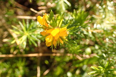 Phyllota