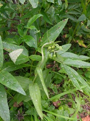Epipactis papillosa