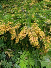 Picea jezoensis