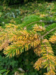 Picea jezoensis