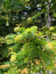 Picea jezoensis