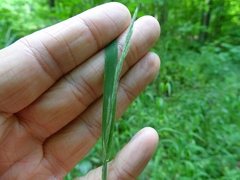 Muhlenbergia mexicana