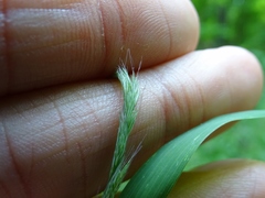 Muhlenbergia mexicana