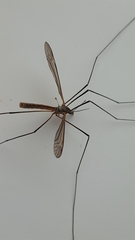 Tipula