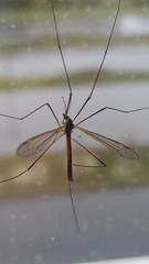 Tipula