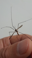 Tipula