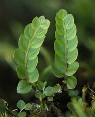 Cyrtomnium hymenophylloides