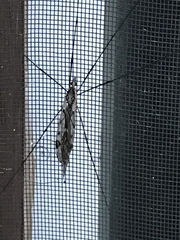 Ischnotoma