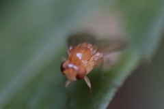Neogriphoneura