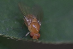 Neogriphoneura