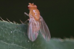 Neogriphoneura