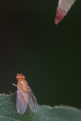 Neogriphoneura