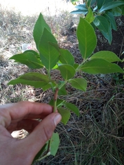 Vaccinium