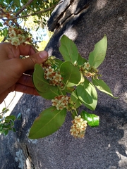 Vaccinium