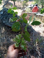 Vaccinium