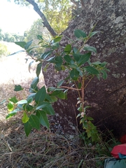 Vaccinium
