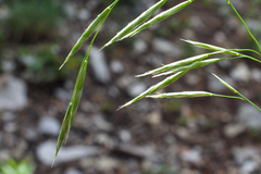Bromus porteri