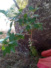 Vaccinium