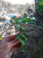 Vaccinium