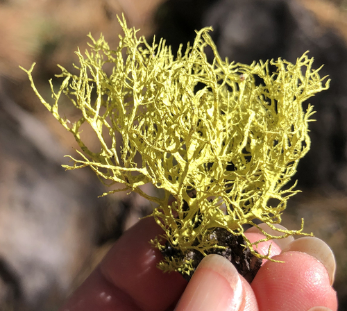 iNaturalist observation photo of Wolf Lichens