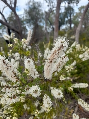 Melaleuca huegelii