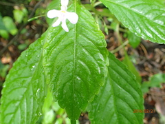 Impatiens hochstetteri
