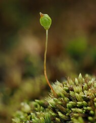 Conostomum tetragonum