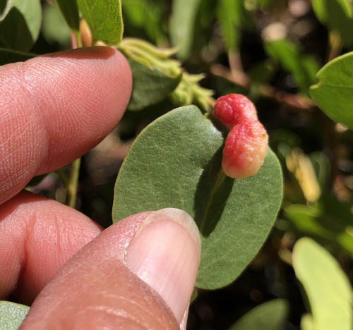 iNaturalist observation photo of Ericaceous Gall Aphids