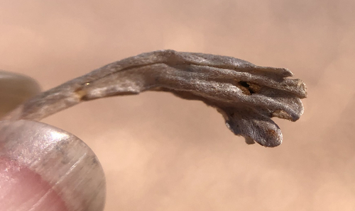 iNaturalist observation photo of Winged and Once-winged Insects