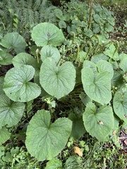 Ligularia stenocephala