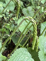 Ligularia stenocephala
