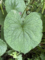 Ligularia stenocephala