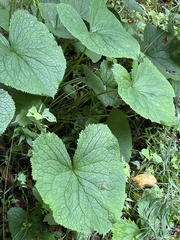 Ligularia stenocephala