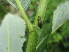 Agrilus viridis