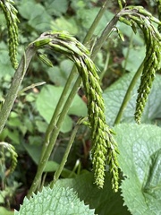 Ligularia stenocephala