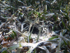 Pareques acuminatus