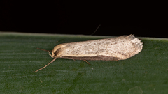 Philobota hypocausta