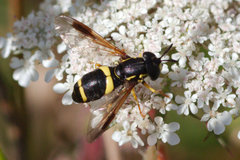 Chrysotoxum bicinctum