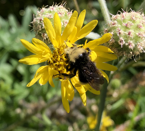 iNaturalist observation photo of Yellow-faced Bumble Bee