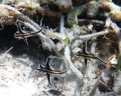 Pareques acuminatus