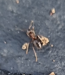 Lasius niger