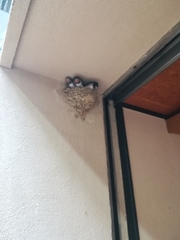 Hirundo rustica gutturalis