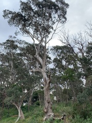 Eucalyptus bosistoana