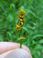 Carex cephaloidea