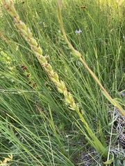 Platanthera dilatata leucostachys