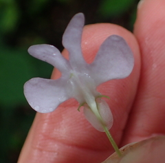 Impatiens hochstetteri
