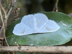 Problepsis digammata