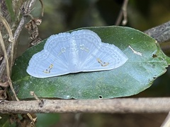 Problepsis digammata