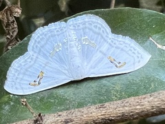 Problepsis digammata